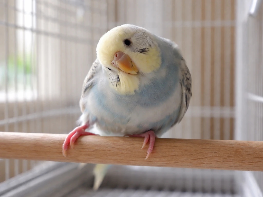 Small pet bird wobbling on a perch inside a safe cage setting