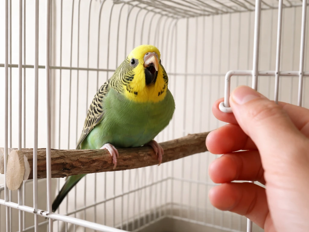 Pet bird perched in a cage while an owner’s hand reaches in right after a scream.
