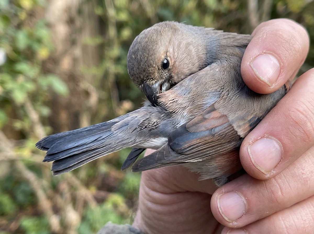 Bird beak spreading preen oil on feathers, showing feather sheen and texture.