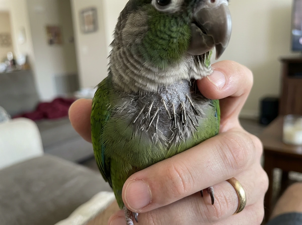 Bald/thinning patches and broken shafts on chest/neck