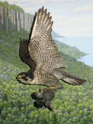 meaning of falcon bird