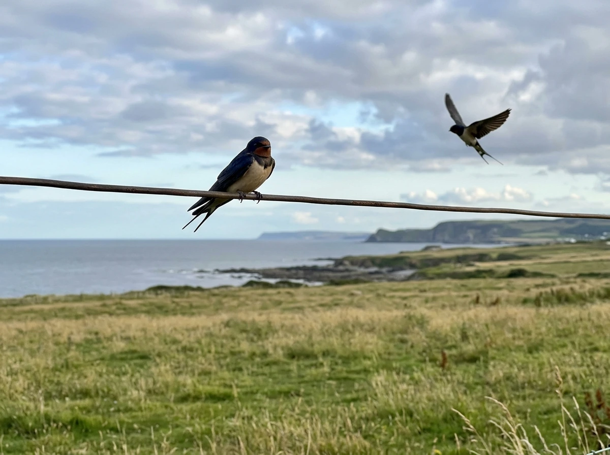 Swallow bird perched with another in flight, suggesting migration and timing.