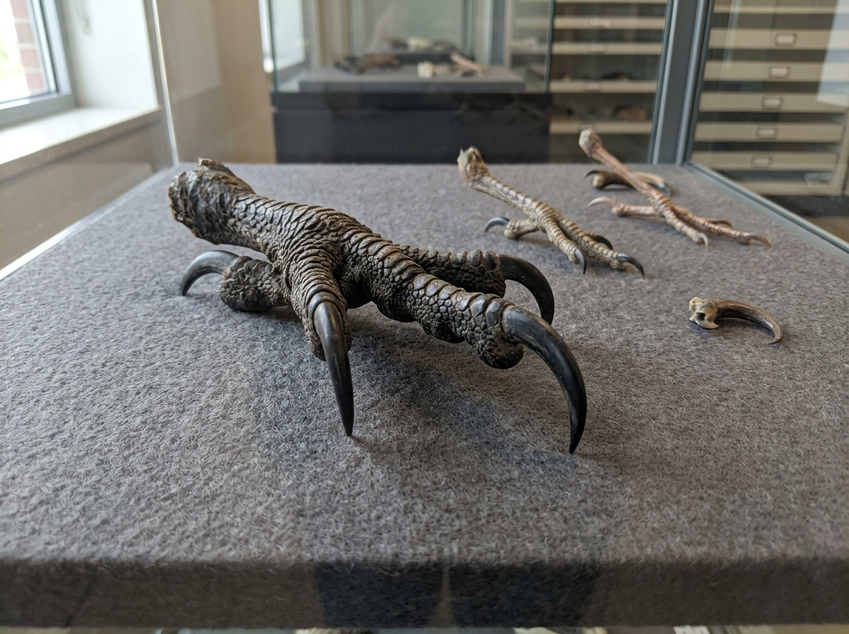 Close-up of a bird of prey talon showing hooked claws and foot anatomy