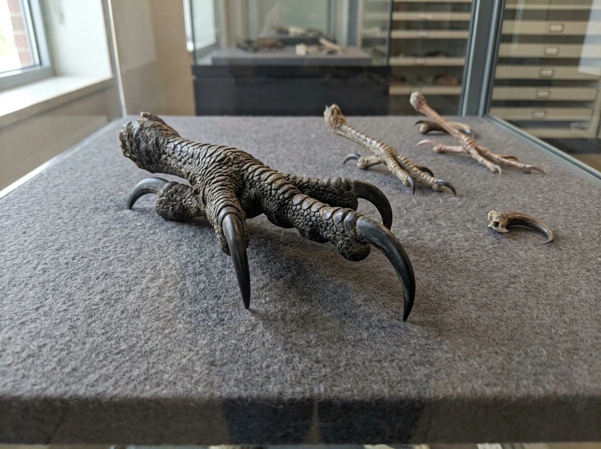 Close-up of a bird of prey talon showing hooked claws and foot anatomy