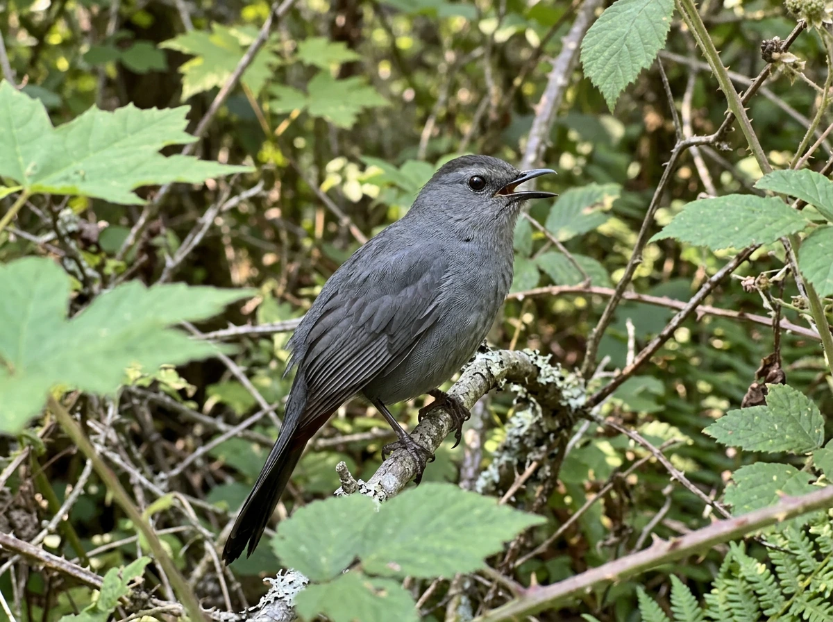 Catbird mimicking—close-up of beak in mid-call