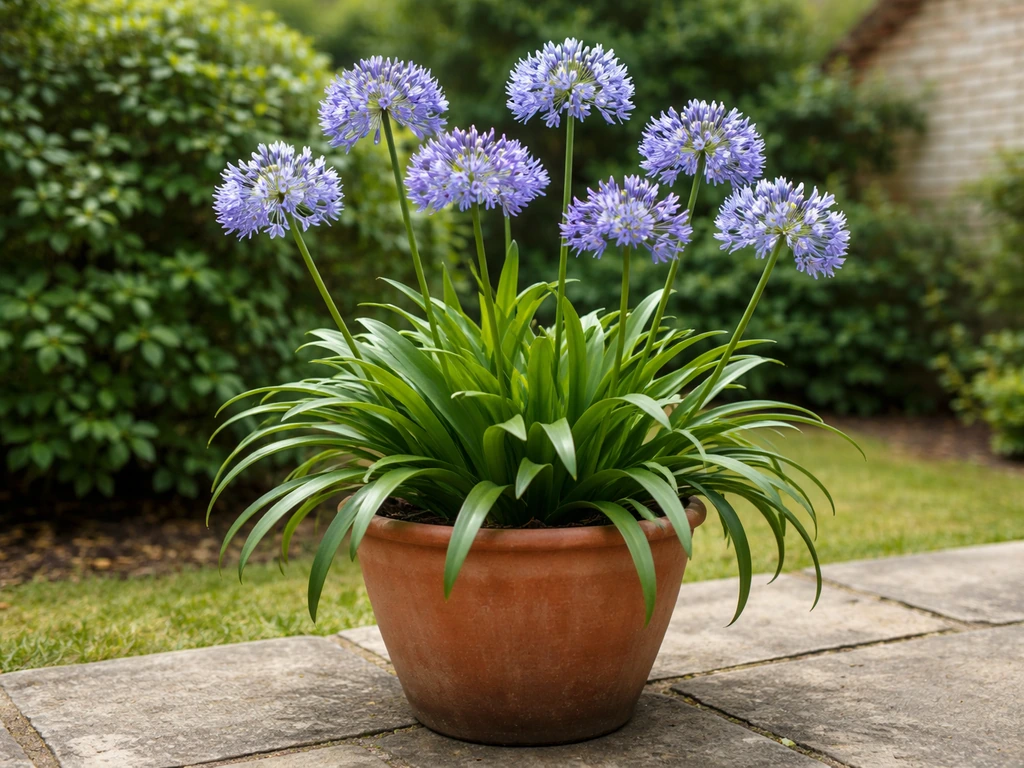 how to grow agapanthus in pots