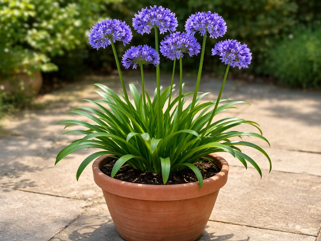 Agapanthus in a terracotta pot with strap-like leaves and globe-shaped blue flower clusters.