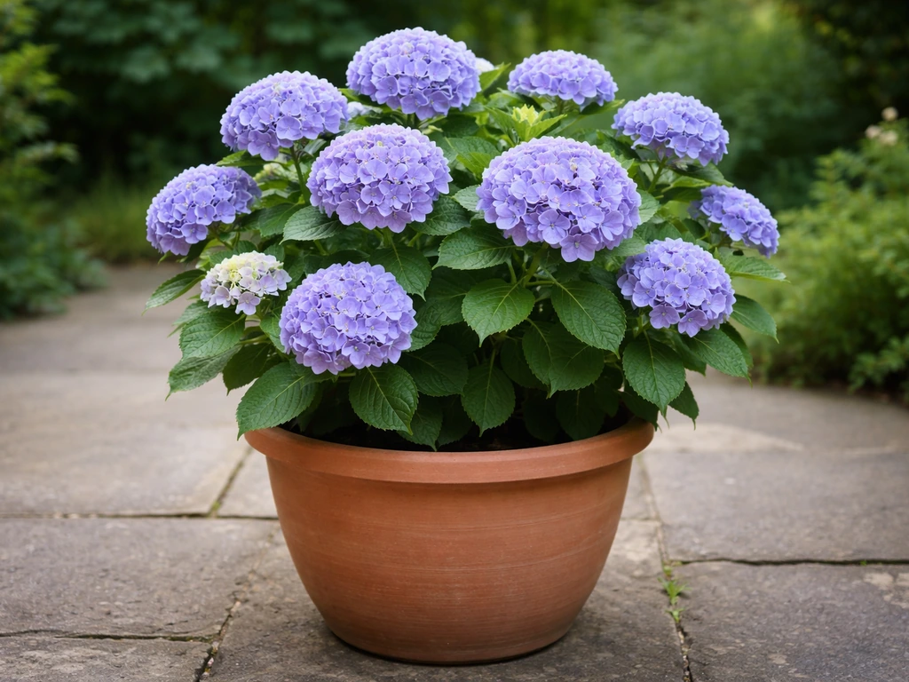 how to grow hydrangea in a pot