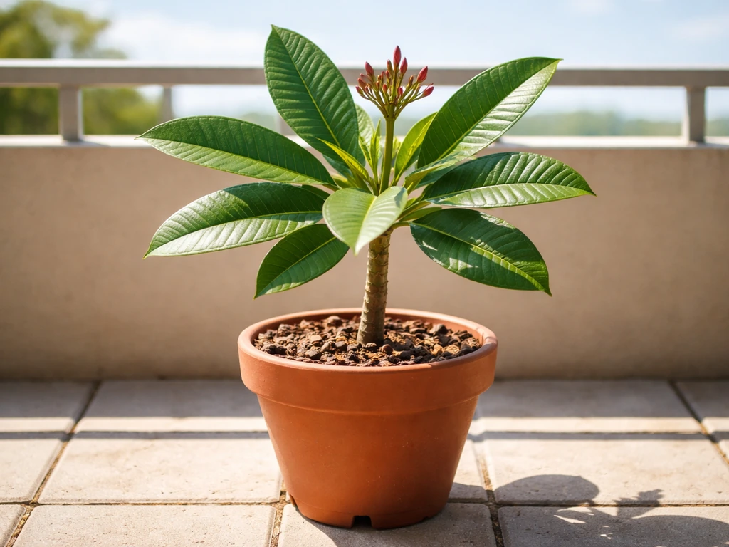 how to grow plumeria in a pot
