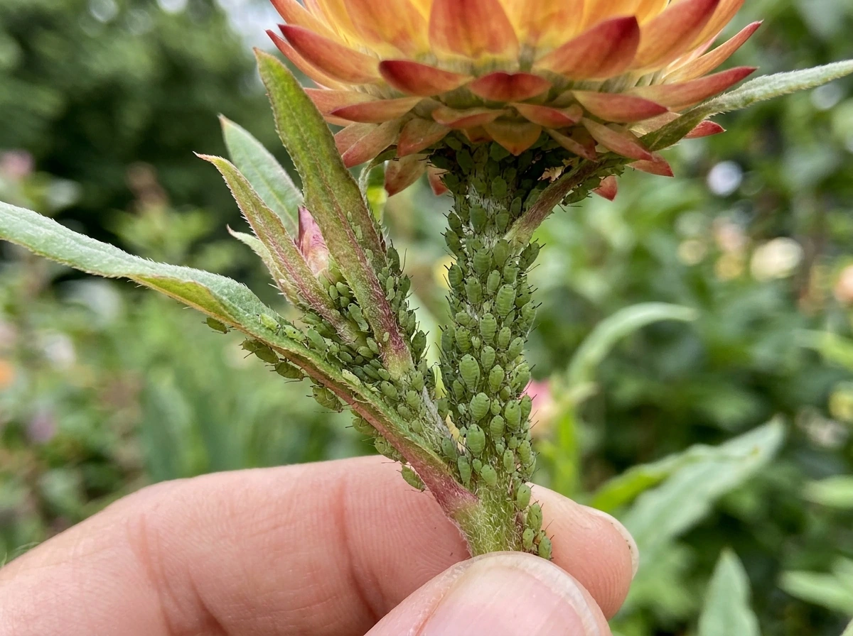 Close-up of aphids on new strawflower growth and leaves.