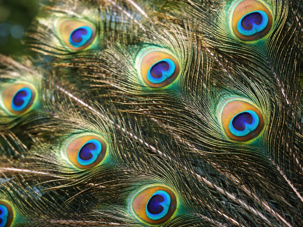 Close-up peacock tail feathers with distinct eye-like ocelli suggesting watchfulness
