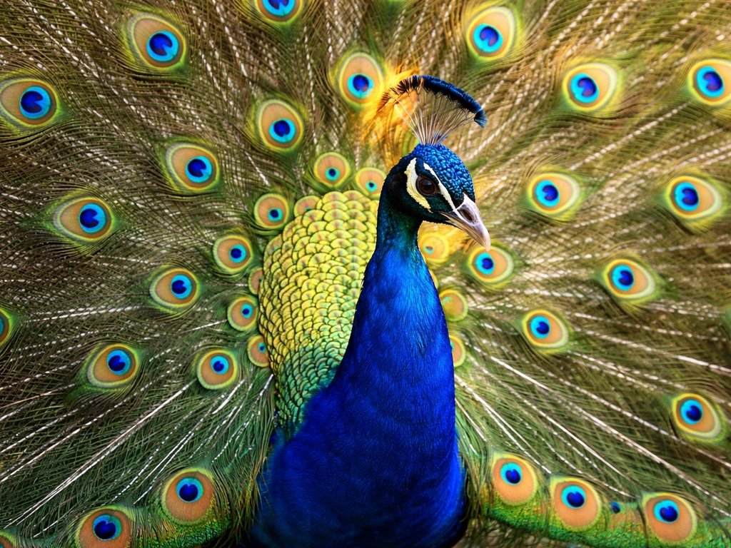 limerick a wonderful bird is the peacock