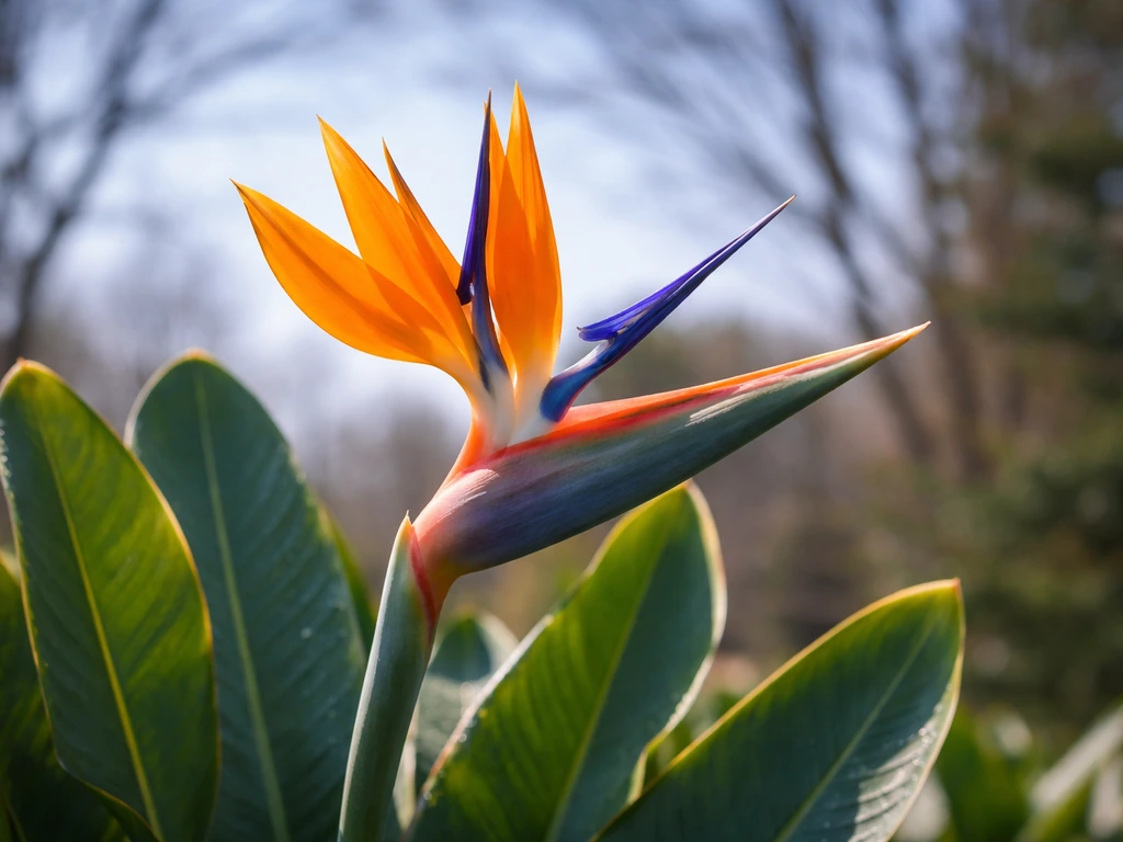 Vibrant bird of paradise flower in bloom outdoors, bright late-winter/early-spring light, minimal background.