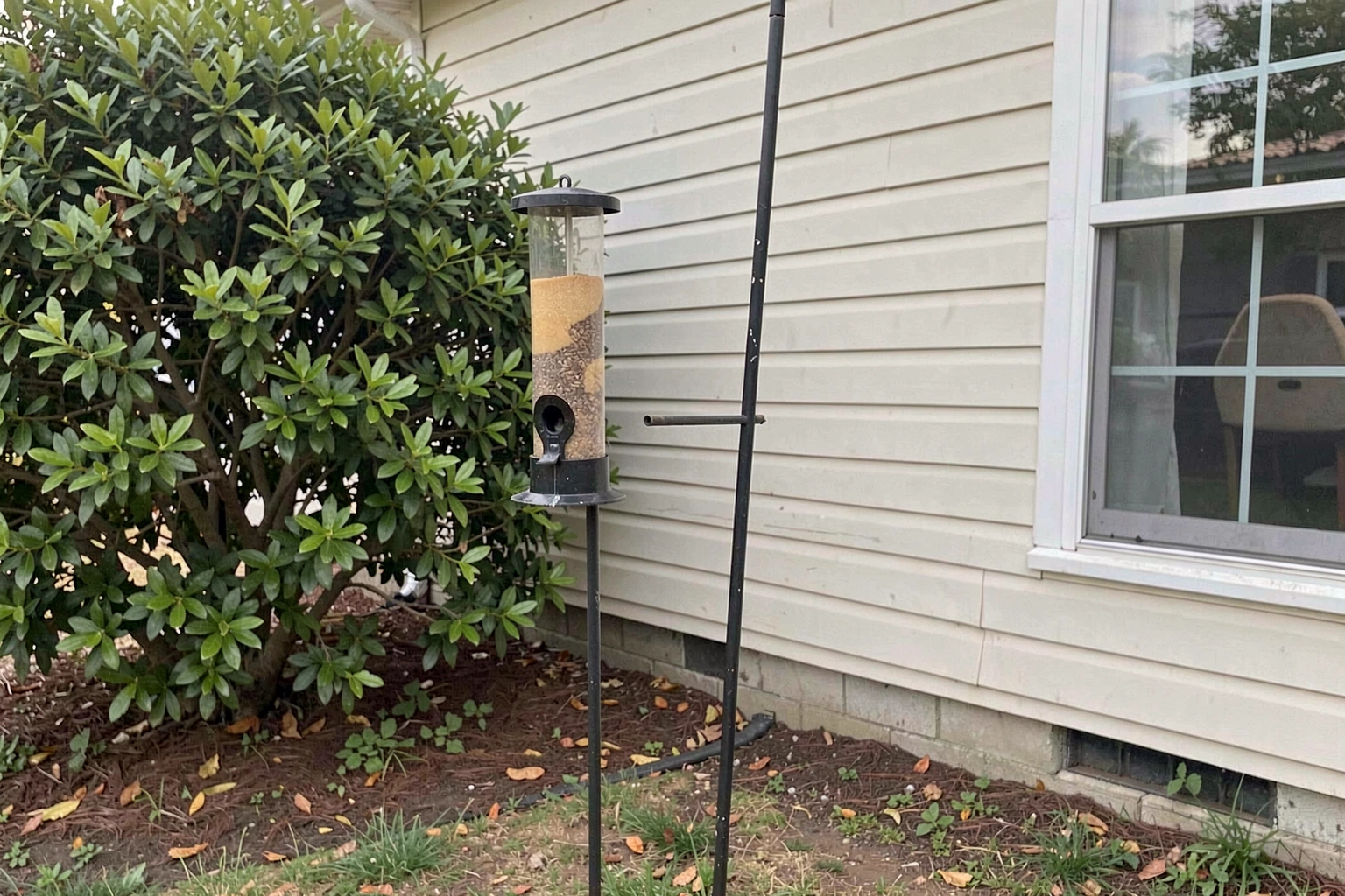 A backyard scene showing a tube feeder mounted on a pole about five feet off the ground, positioned near a shrub several feet from a house window