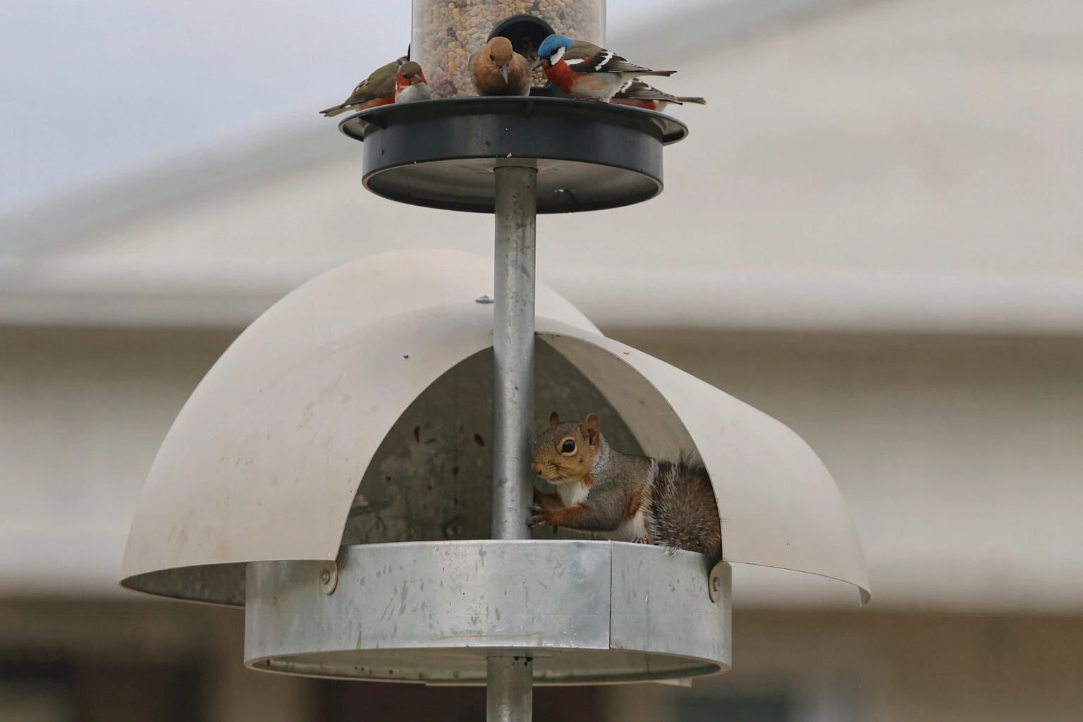 A squirrel blocked by a dome shaped baffle mounted on a metal pole below a bird feeder, with birds feeding undisturbed above
