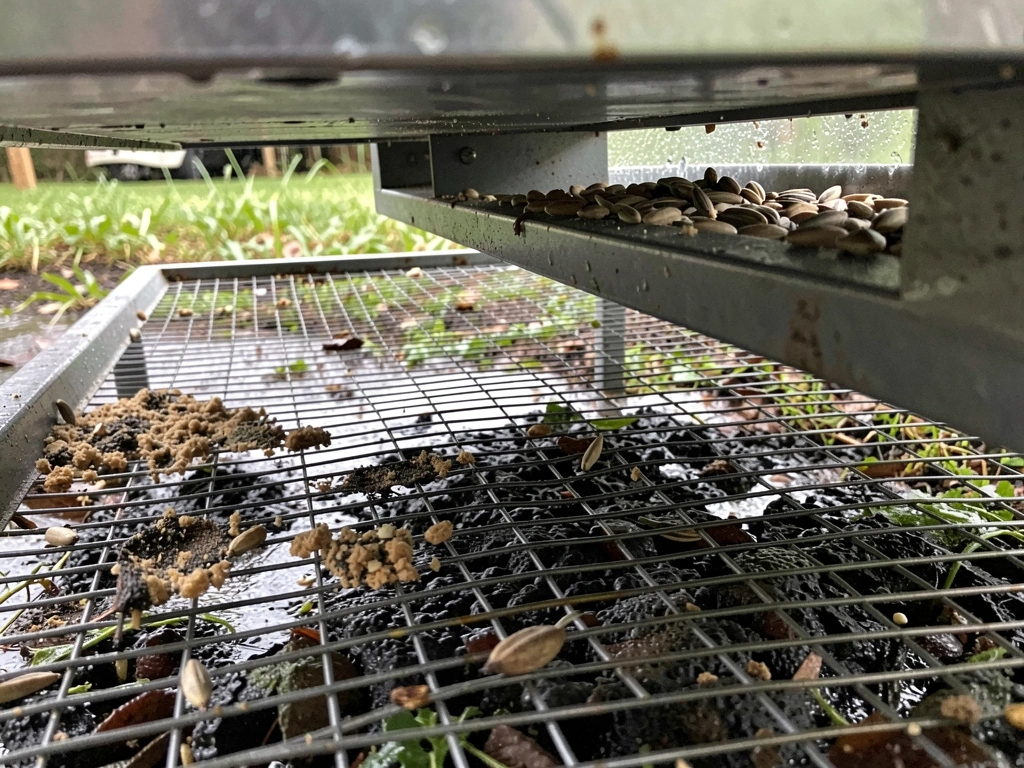 Platform feeder with wire mesh bottom showing drainage and seed contact area. Style: candid iPhone photo, natural light,