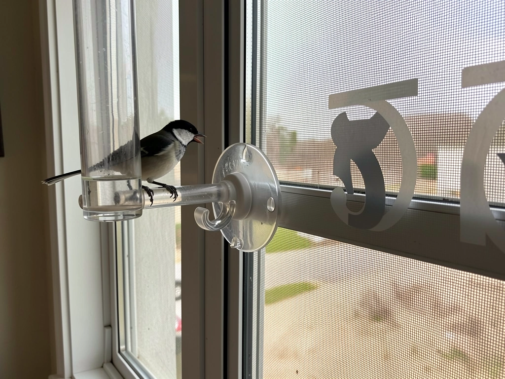 Bird landing on a clear suction-cup window feeder very close to the glass