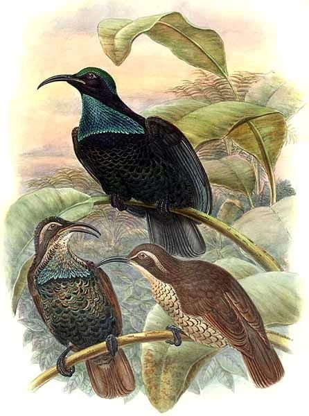 Photo of Rifle bird of paradise male courtship display in rainforest (Ptiloris paradiseus)