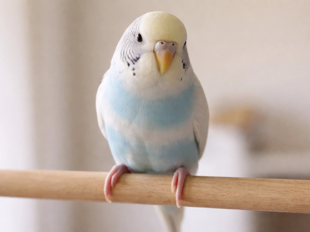 A small pet bird perched on a correctly sized wooden perch, gripping comfortably with toes wrapped naturally.