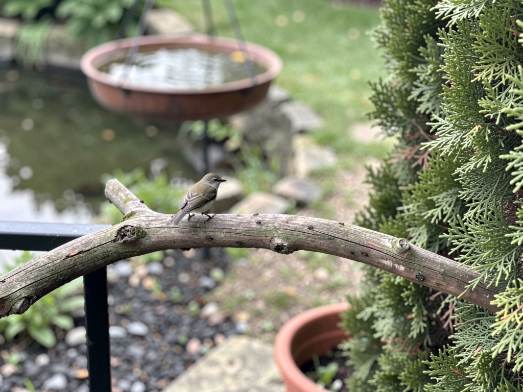 Perch setup overlooking food and water from a safe line of sight