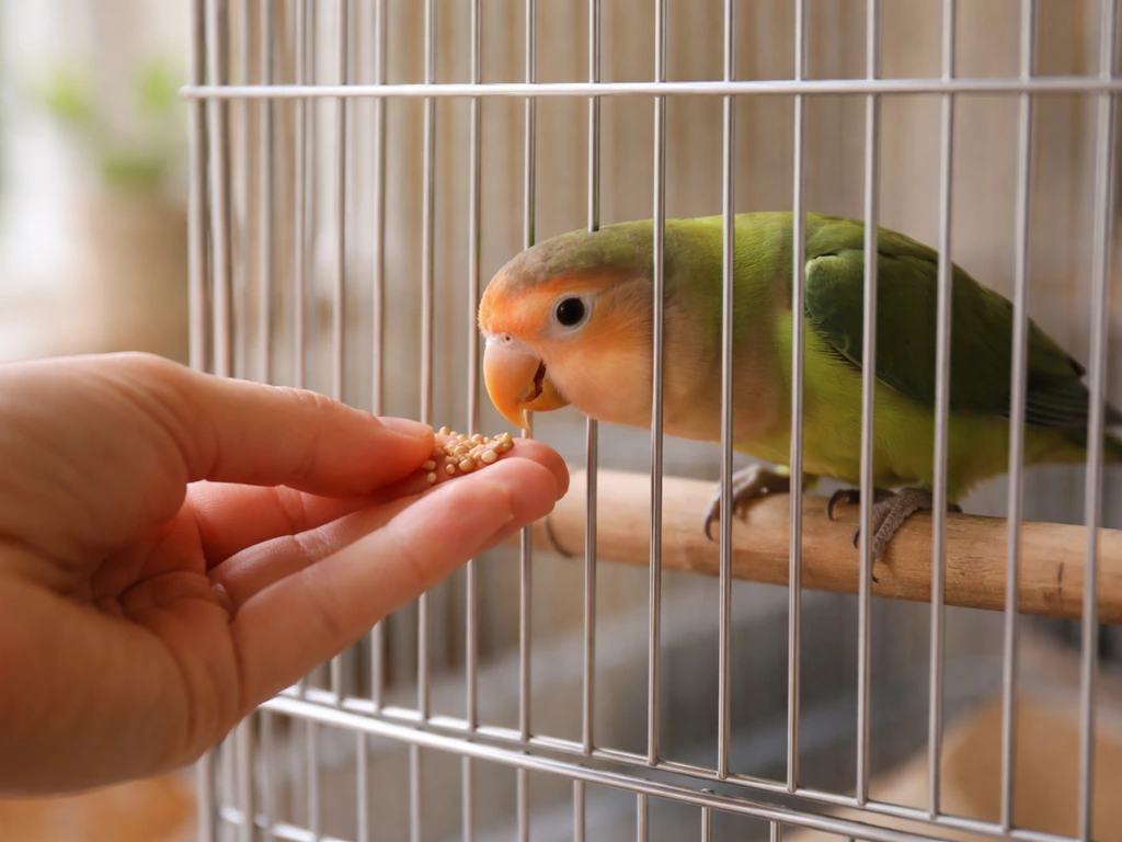 Hand stays outside the cage offering treats while a calm bird pecks through the bars.
