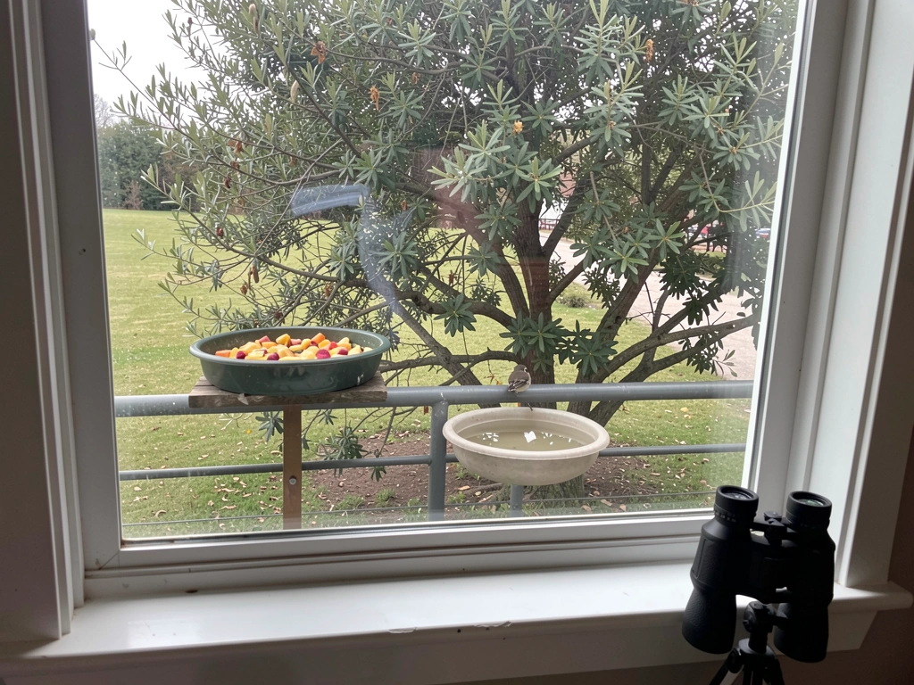 Platform fruit feeder and water dish set for observing bulbuls without a trap