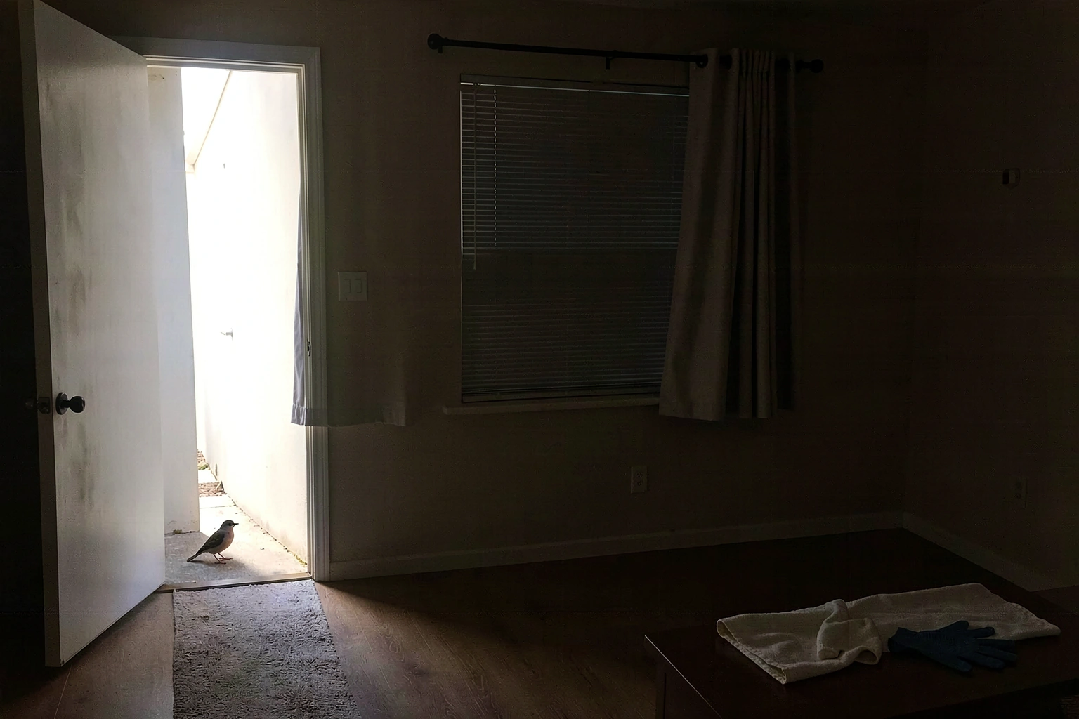 How to Catch a Bird in Wcue Safely and Humanely