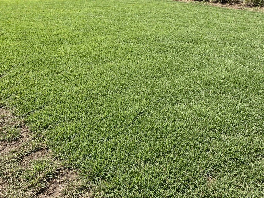 how to grow bermuda grass fast