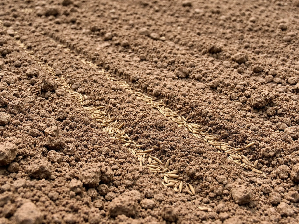 Close-up of crumbly raked seedbed soil with ryegrass seeds set into the earth for seed-to-soil contact.