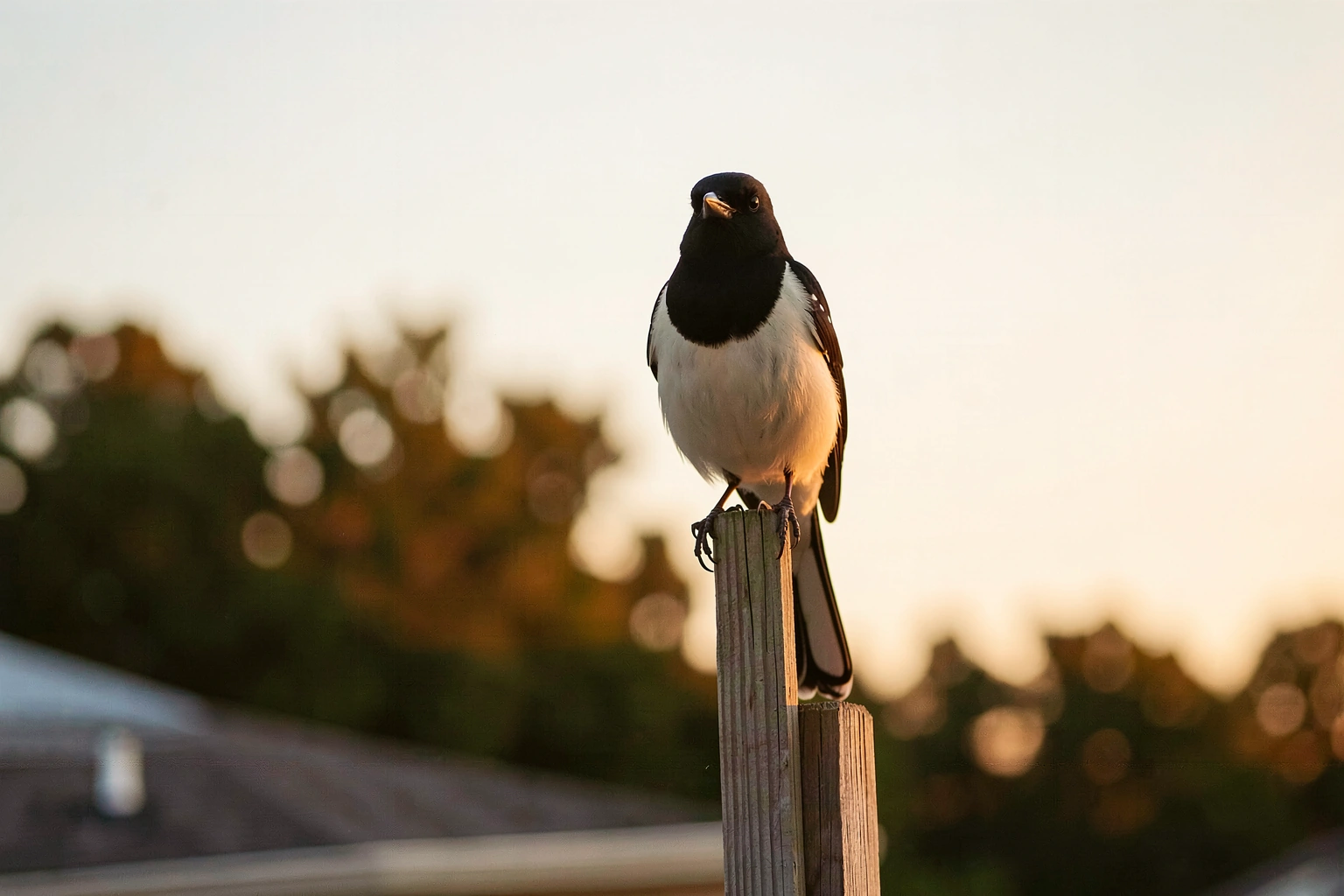 What Is the State Bird of Arkansas? Northern Mockingbird