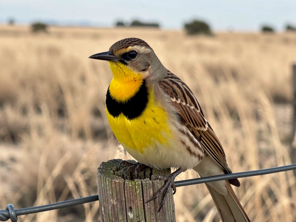 what is wyoming state bird
