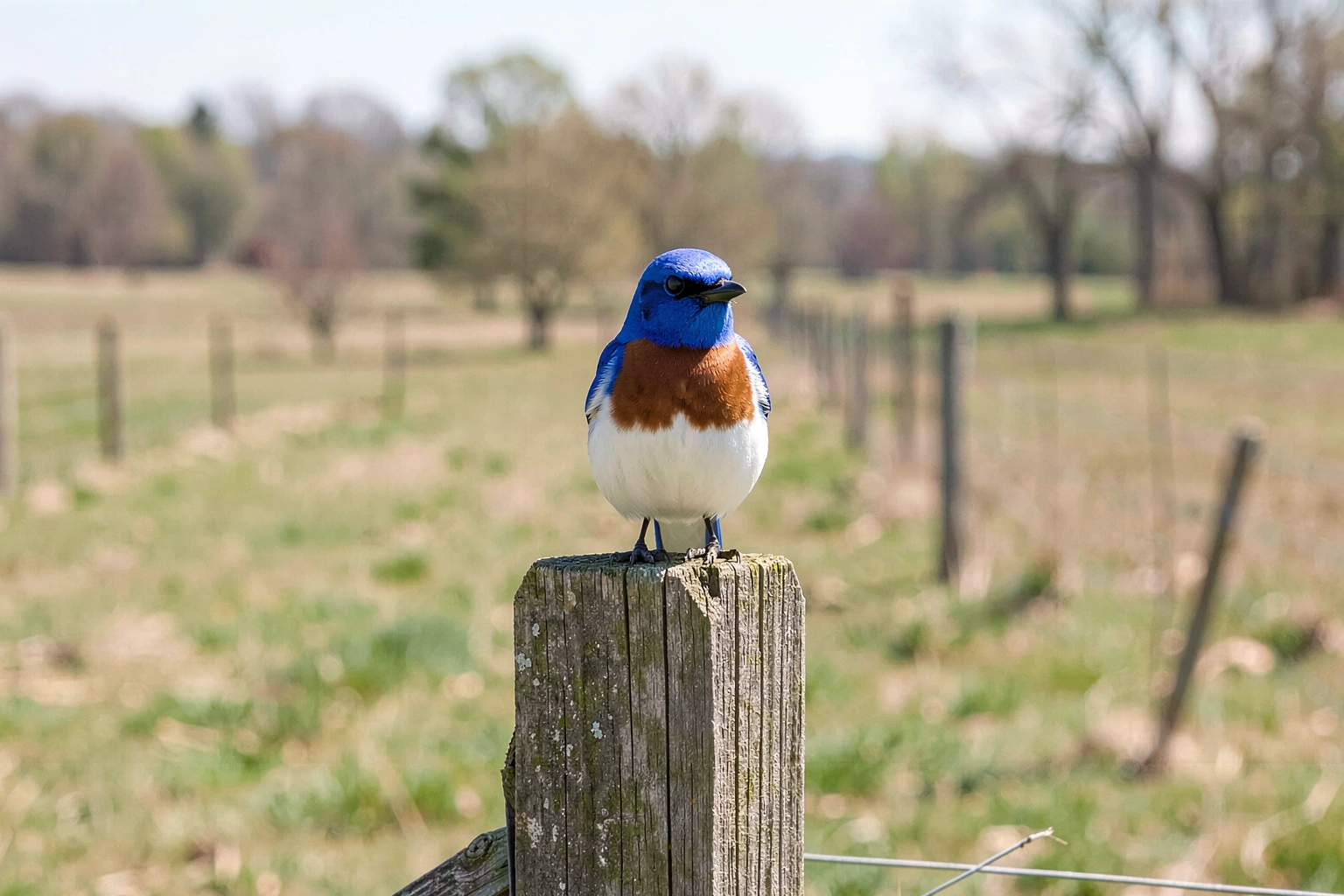 what is the missouri state bird