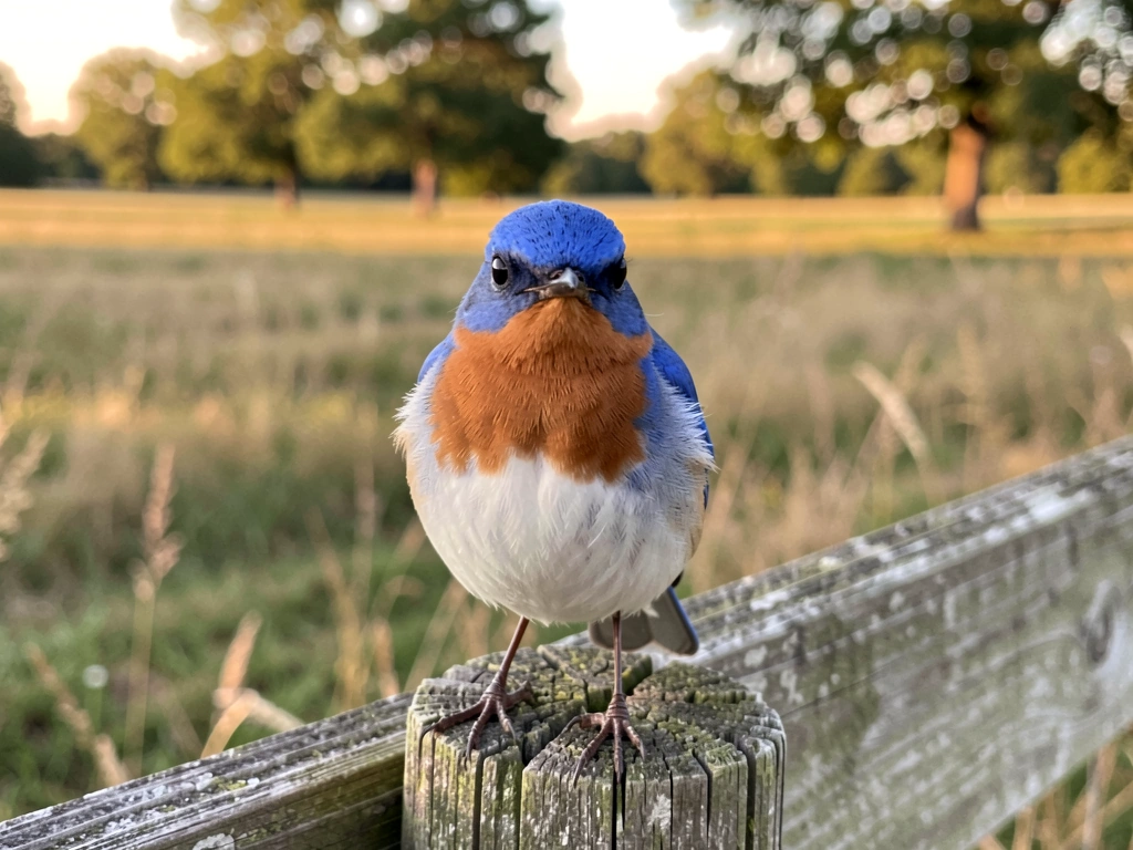 what is the state bird for missouri