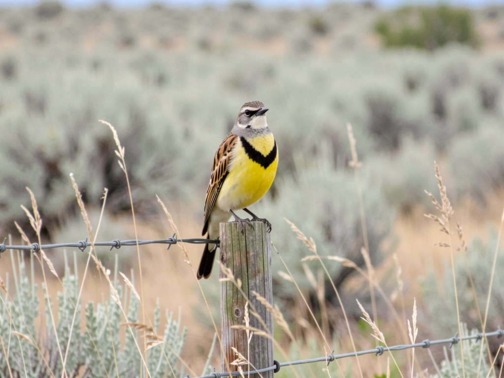 Western meadowlark perched on a fence post showing yellow belly and black V