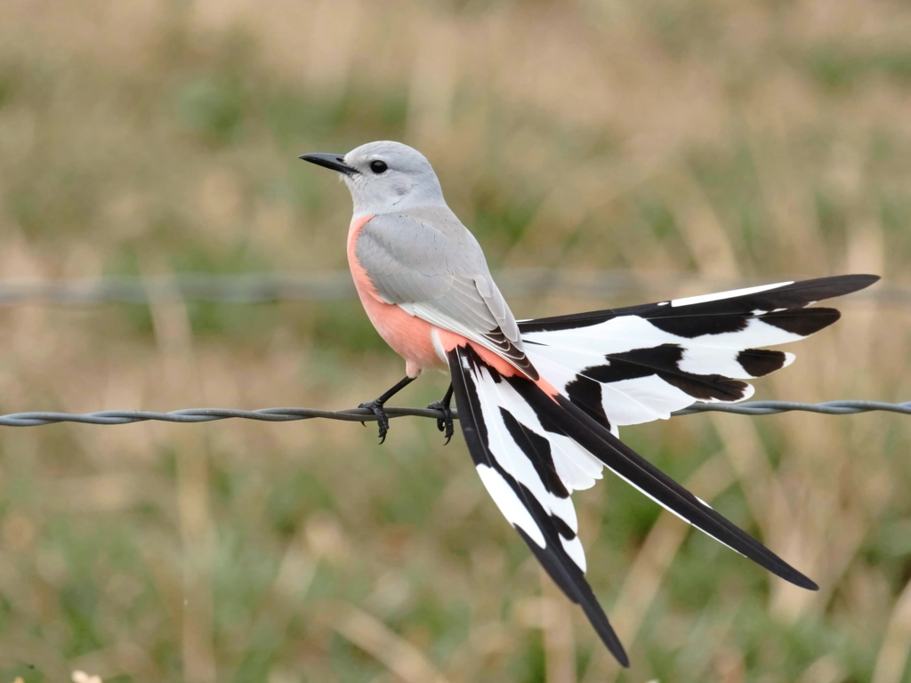Scissor-tailed flycatcher showing the black-and-white forked tail and salmon-pink sides