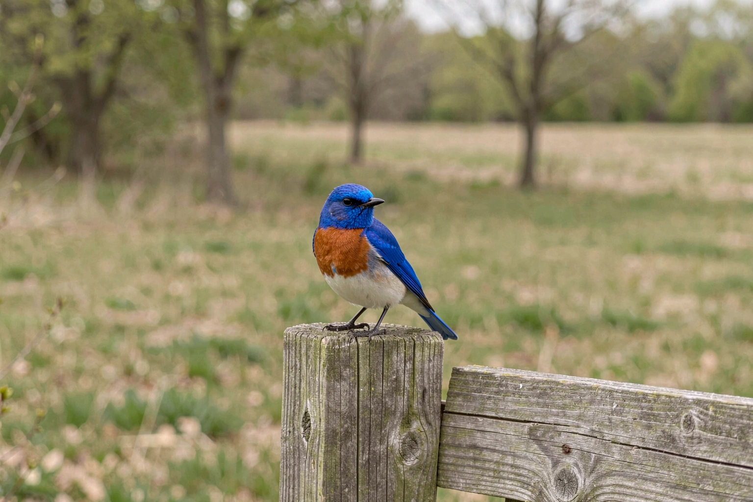 Why Eastern Bluebird Is Missouri’s State Bird