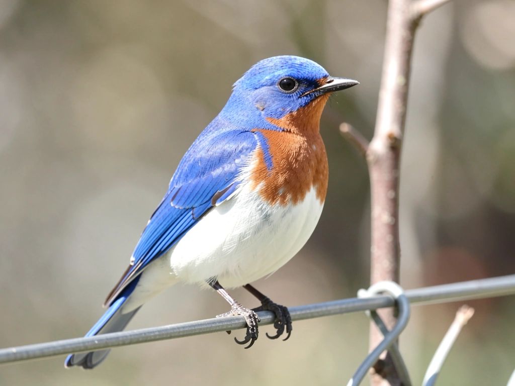Male eastern bluebird showing vivid blue back and rusty-orange breast on a perch