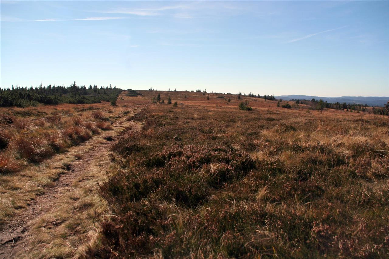 Paysage de chaumes et de landes au Gazon du Faing, dans les Vosges.