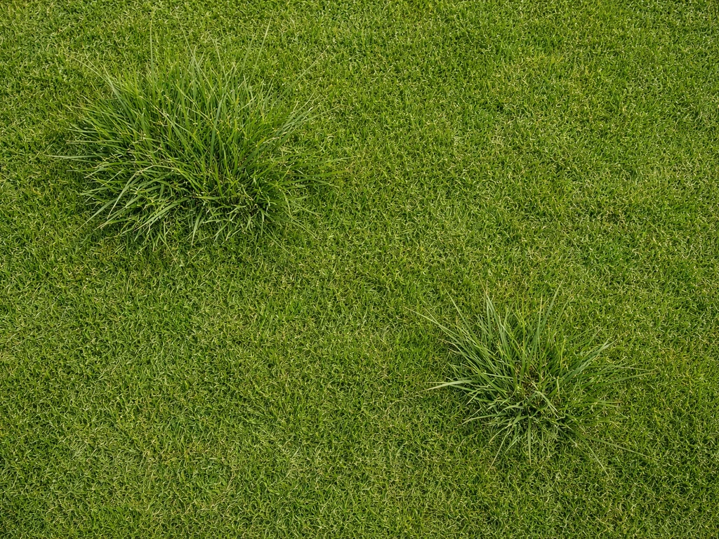 Wild gras soorten herkennen en aanpakken in je gazon