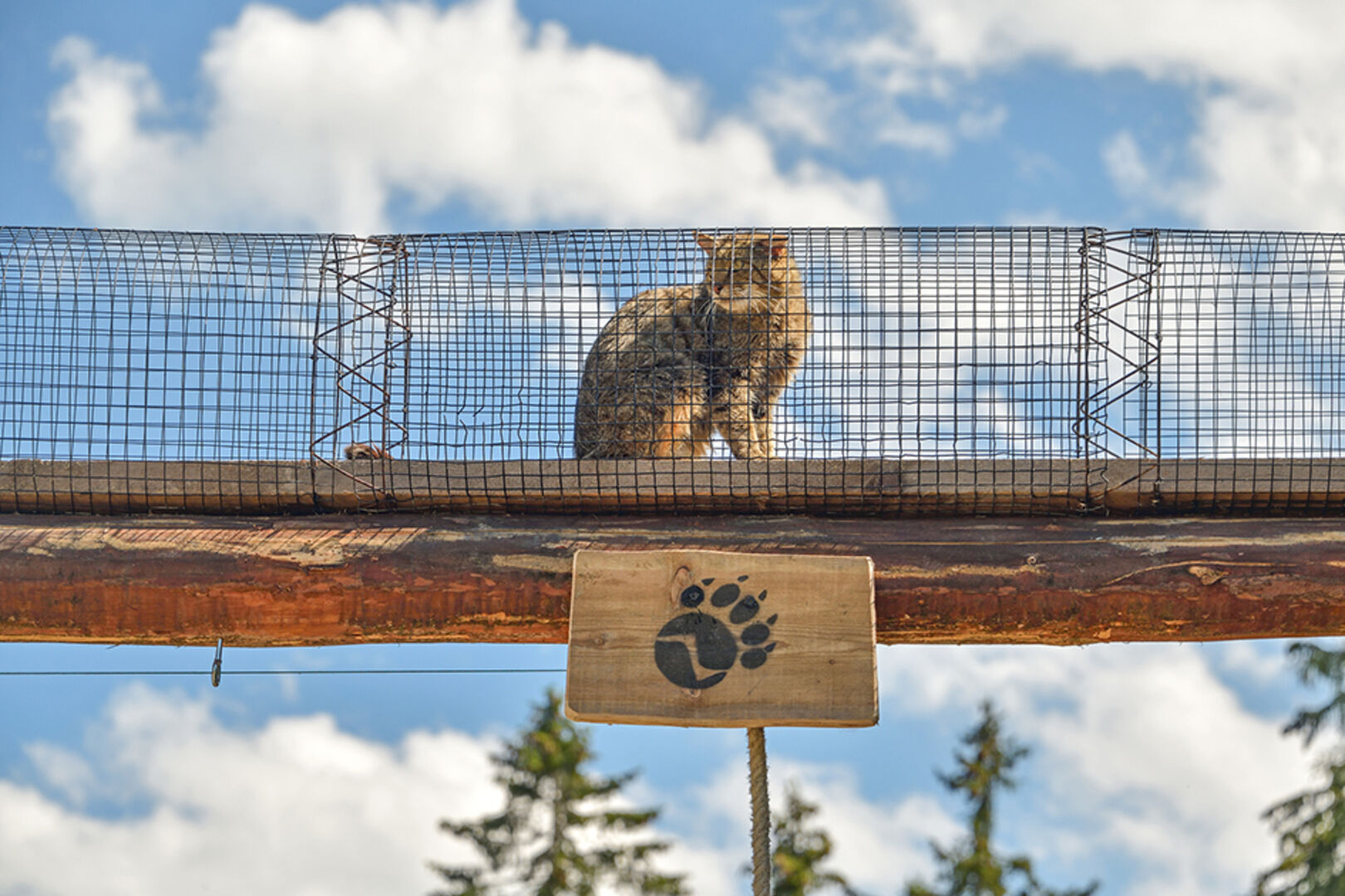 Wildkatze sitzt im Catwalk