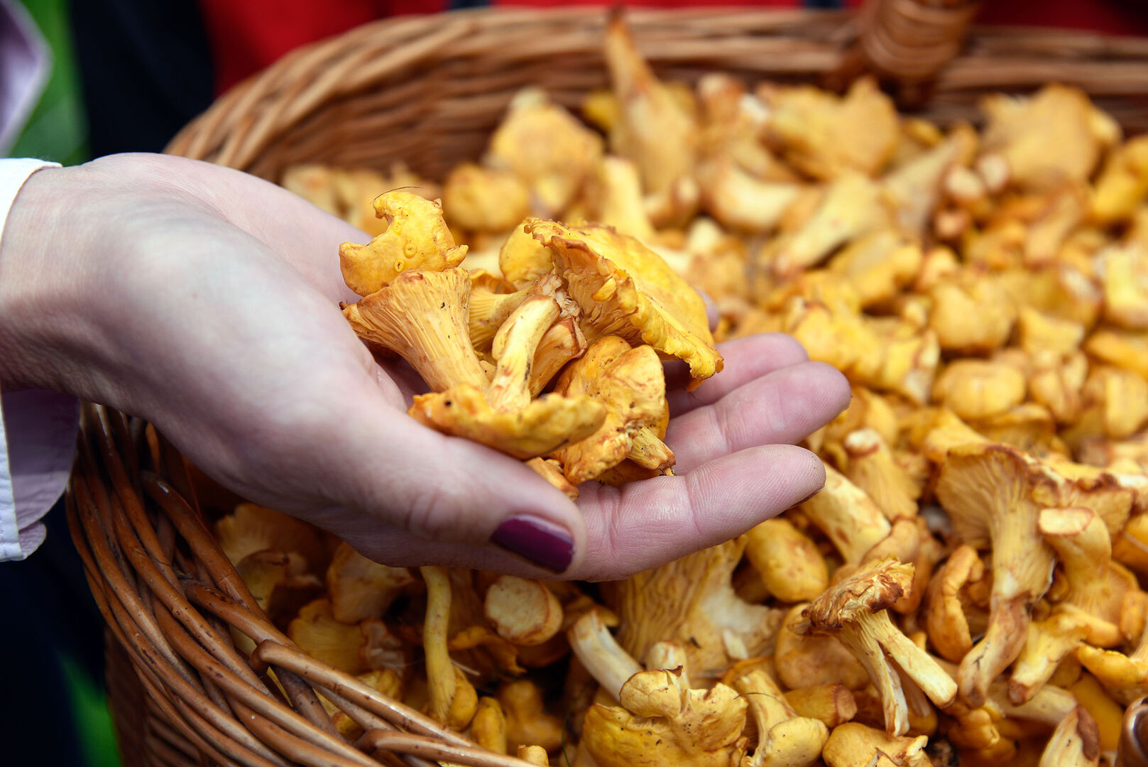 Eierschwammerl | Credit: www.neumayr.cc