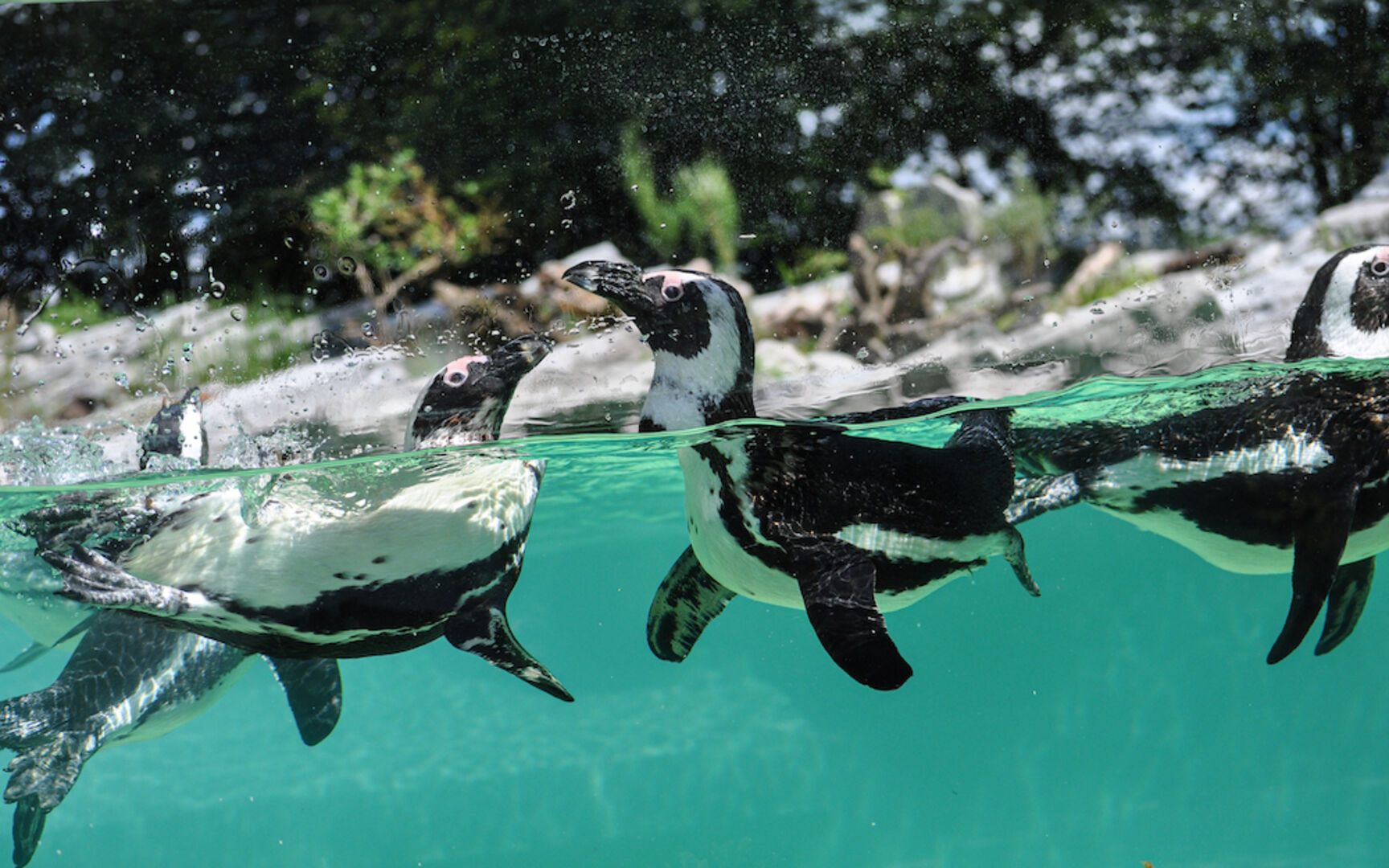 Brillenpinguine | Credit: Zoo Salzburg