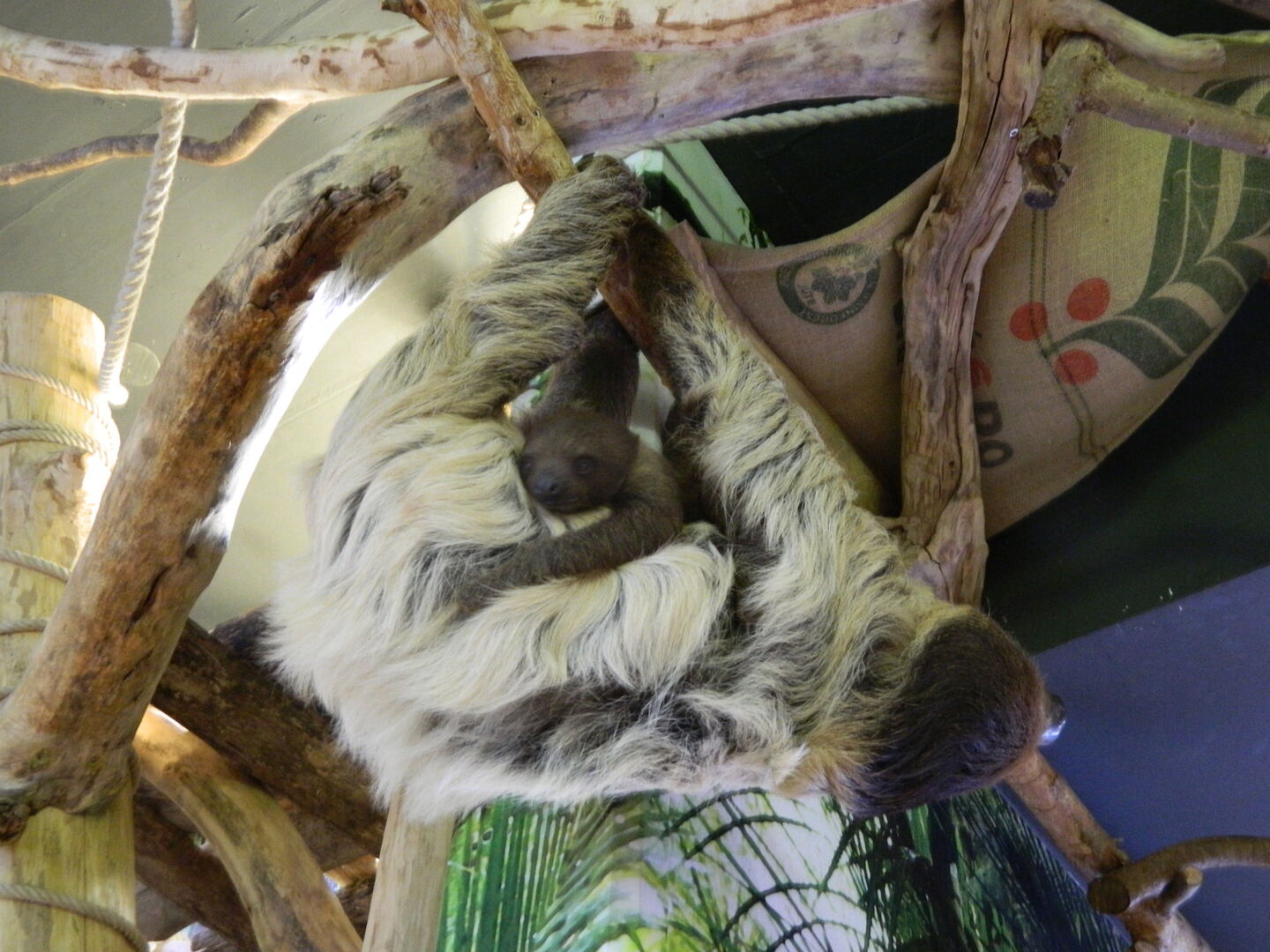 Faultier-Mama mit Nachwuchs | Credit: Zoo Salzburg