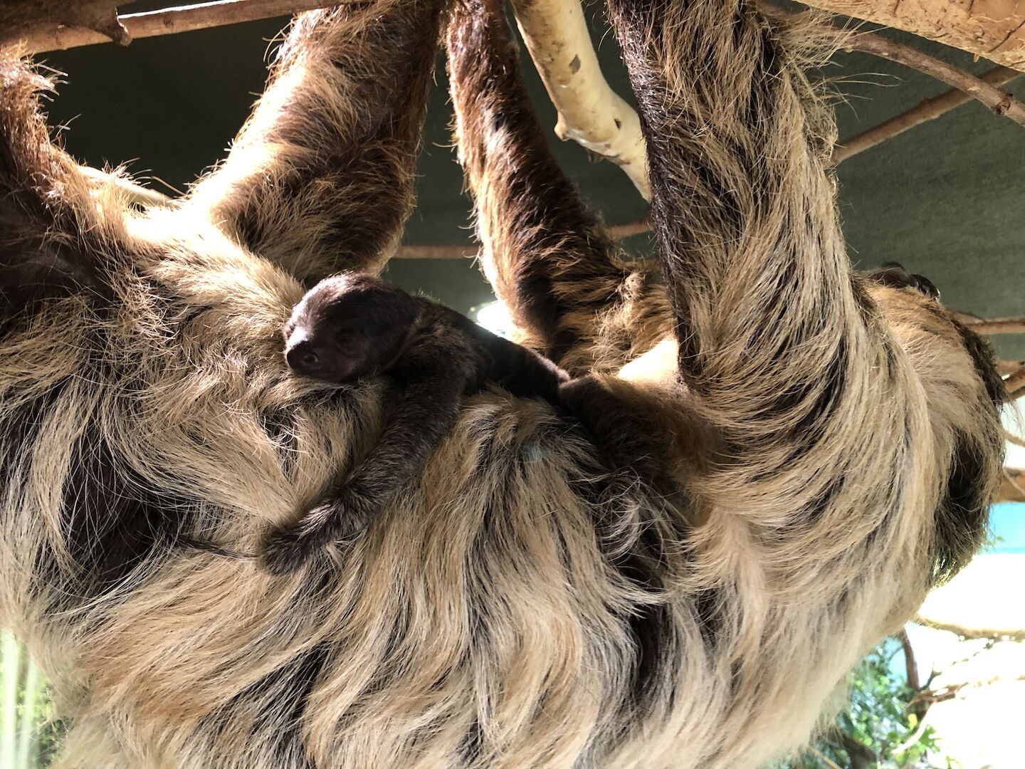 Faultierbaby im Zoo Salzburg | Credit: Zoo Salzburg