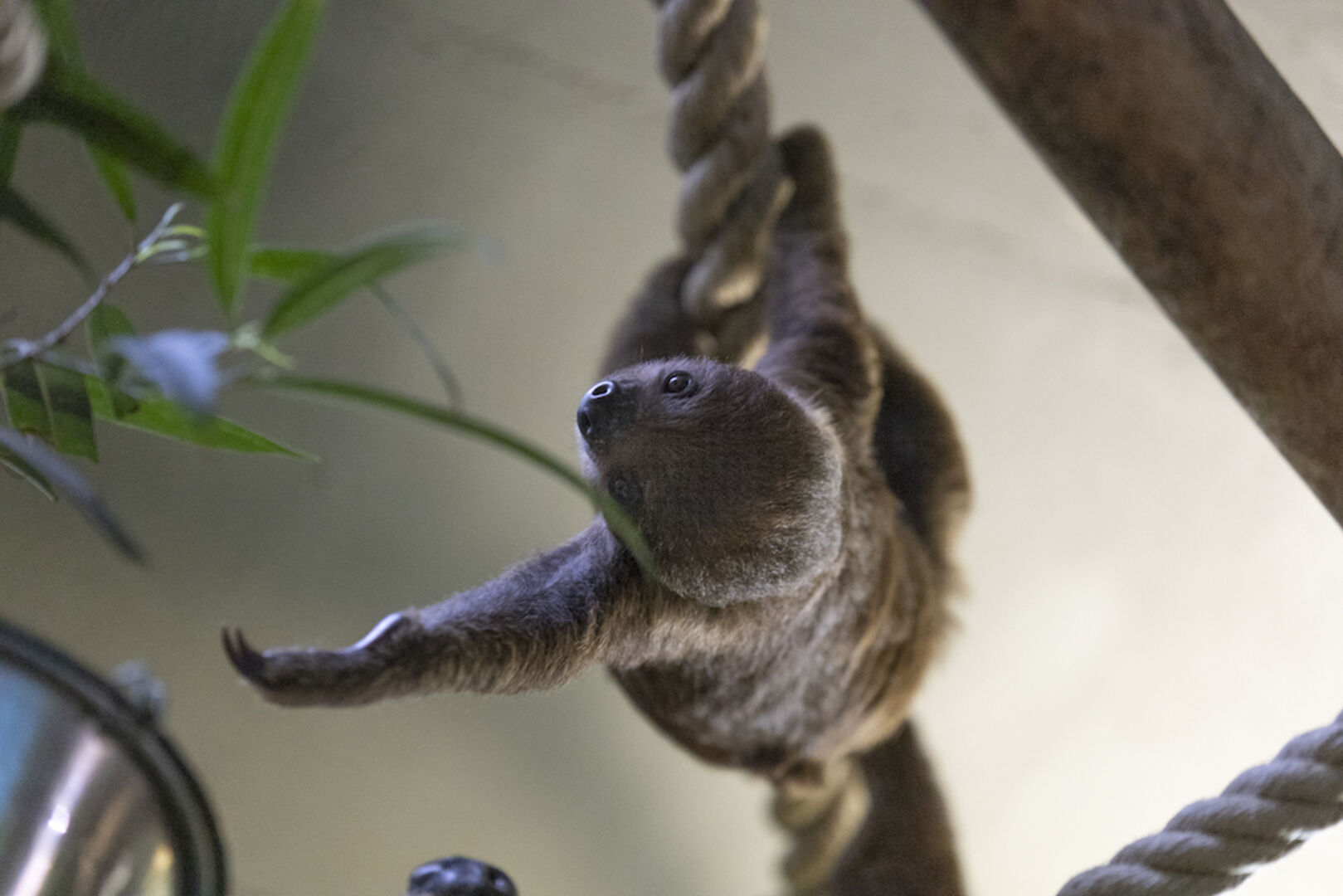 Faultier-Mädchen Livi | Credit: Zoo Salzburg