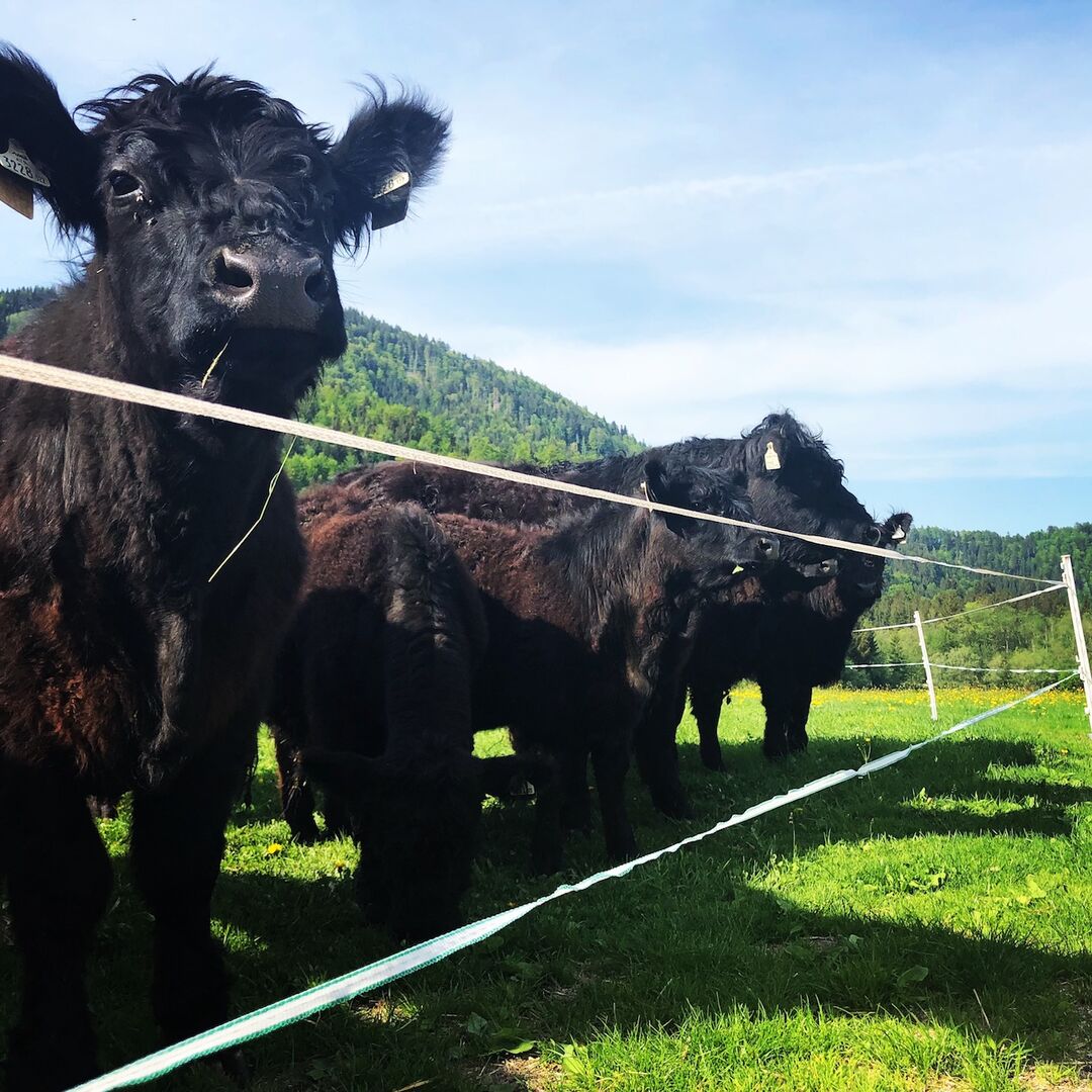 Galloways | Credit: Biofarm Teufl