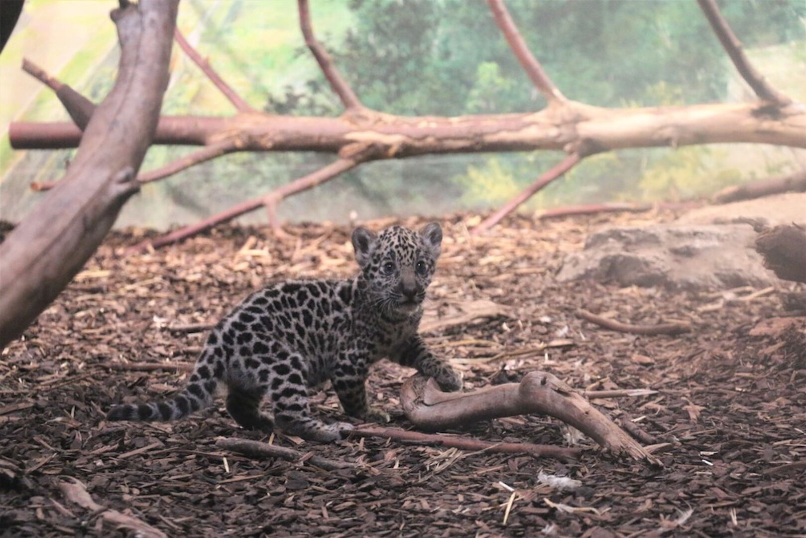 Jaguar-Kater | Credit: Zoo Salzburg