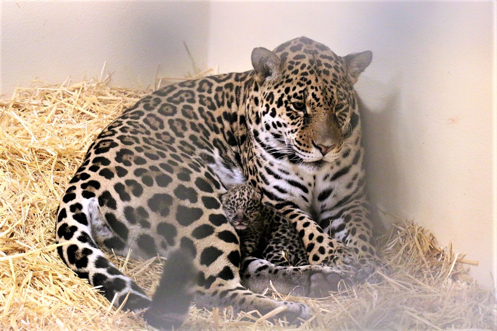 Jaguarbaby | Credit: Zoo Salzburg
