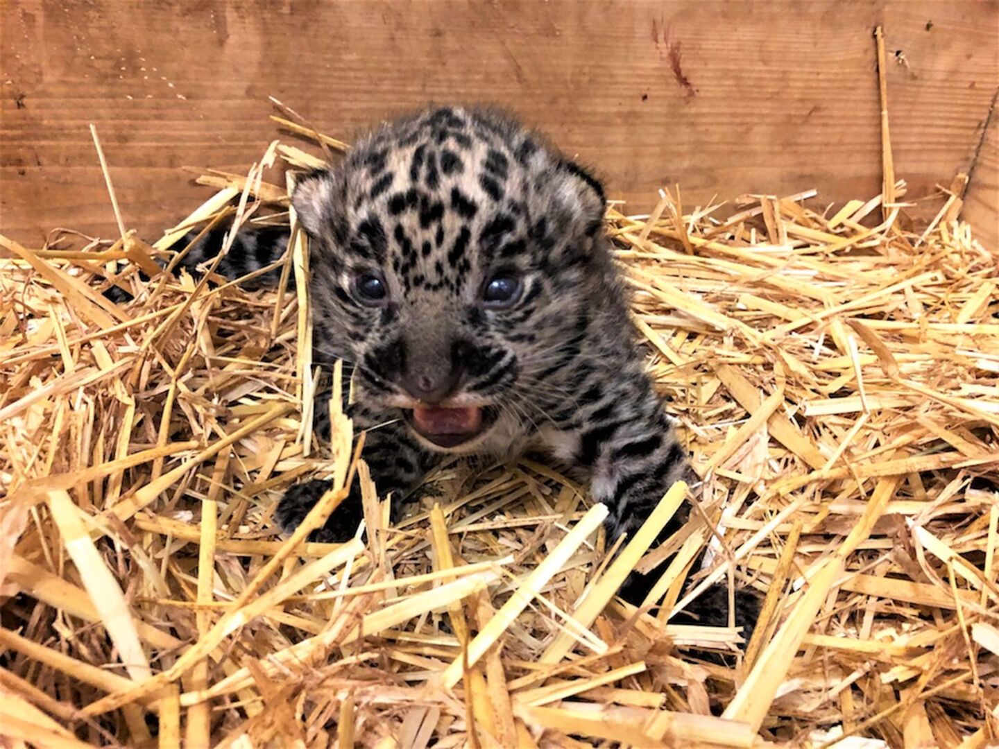 Jaguar-Nachwuchs | Credit: Zoo Salzburg