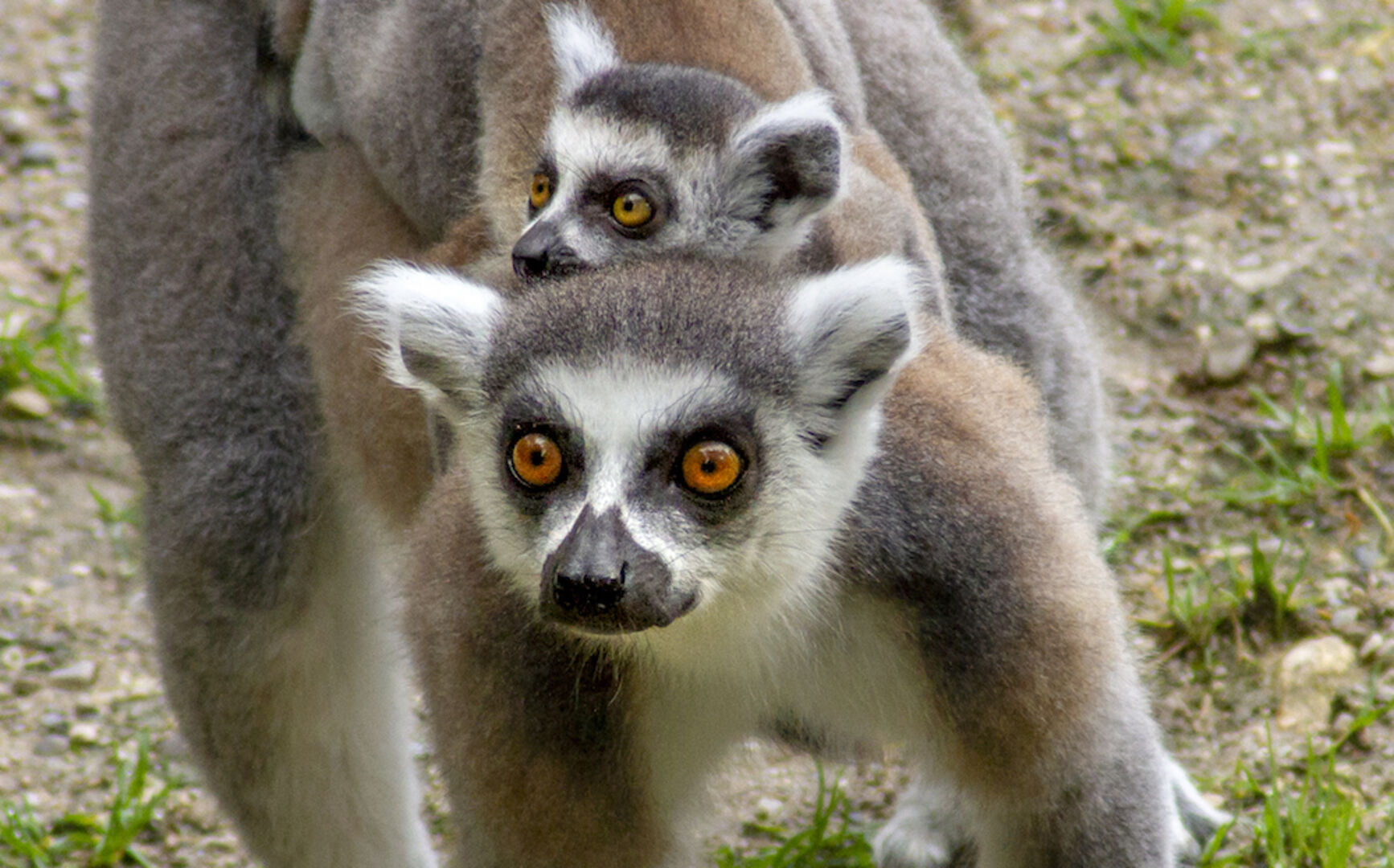 Katta-Mutter mit Nachwuchs | Credit: Zoo Salzburg
